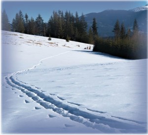 Jüngerschaft • Nachfolge