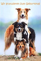 Faltkarte - Geburtstag - Hunde