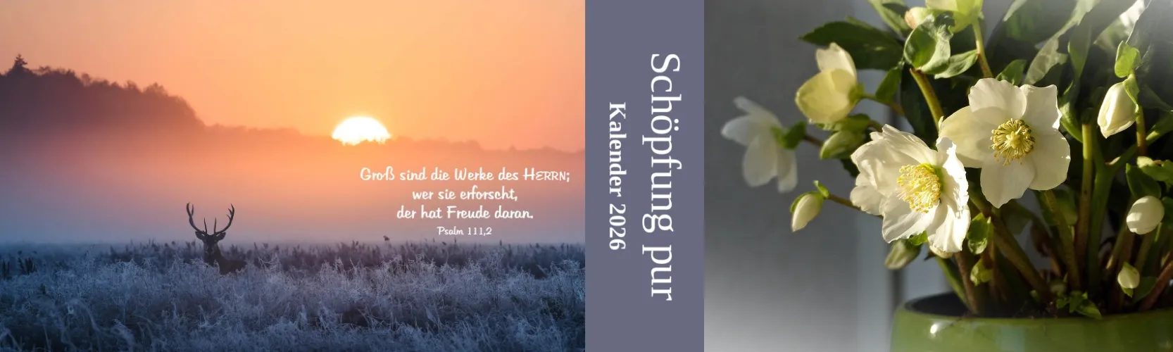 News Edition Nehemia November 2025